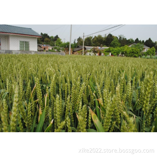 Top Sale Organic Wheat Grass Seeds